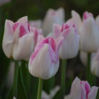 Tulip 'Infinity'